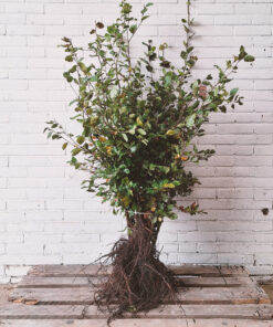 Beuk, afmeting: 80cm tot 100cm