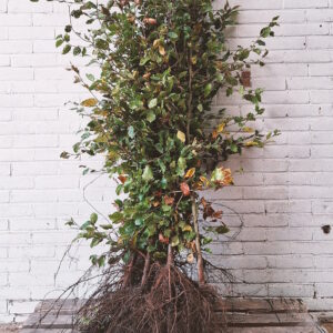 Beuk, afmeting: 125cm tot 150cm
