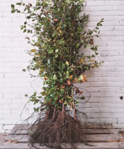 Beuk, afmeting: 125cm tot 150cm