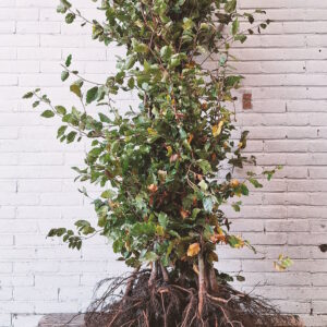 Beuk, afmeting: 150cm tot 175cm