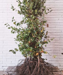 Beuk, afmeting: 150cm tot 175cm