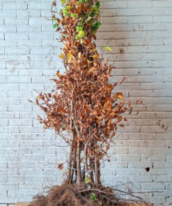 Groene beukenhaag, afmeting: 175cm tot 200cm